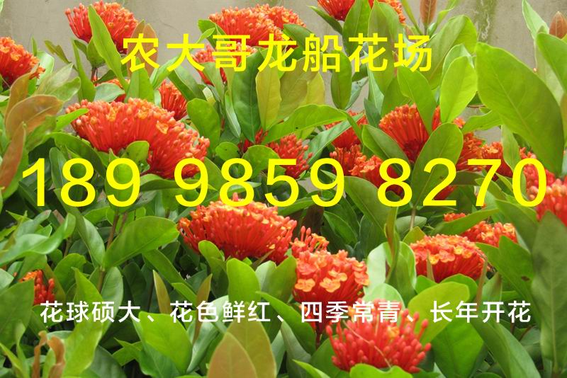 龙船花专卖
