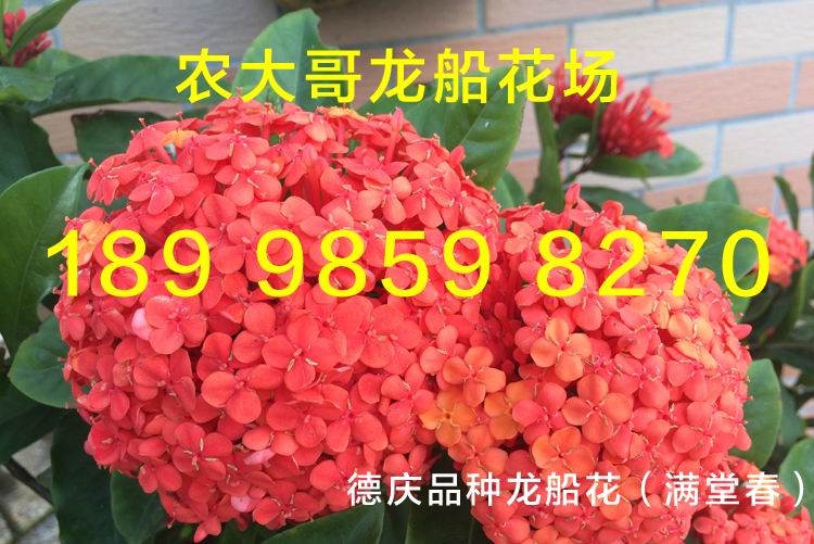 小叶龙船花
