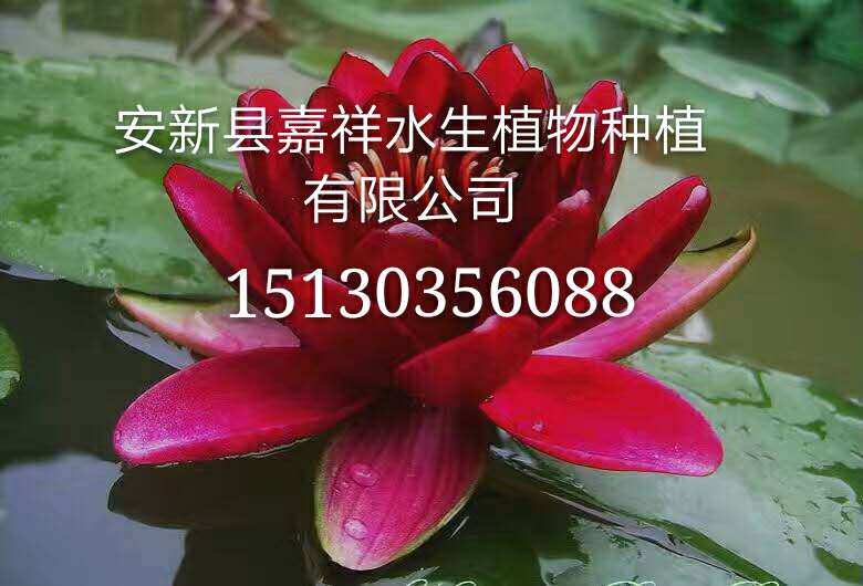 水生睡莲苗销售 ***睡莲苗价格 睡莲苗上门施工