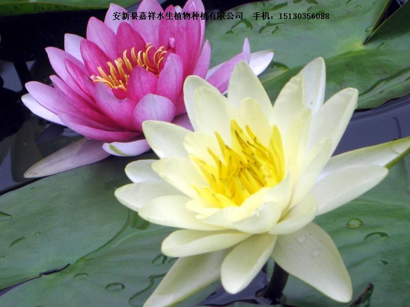 睡莲苗 ***睡莲种苗 ***睡莲种苗批发物美价廉当年开花