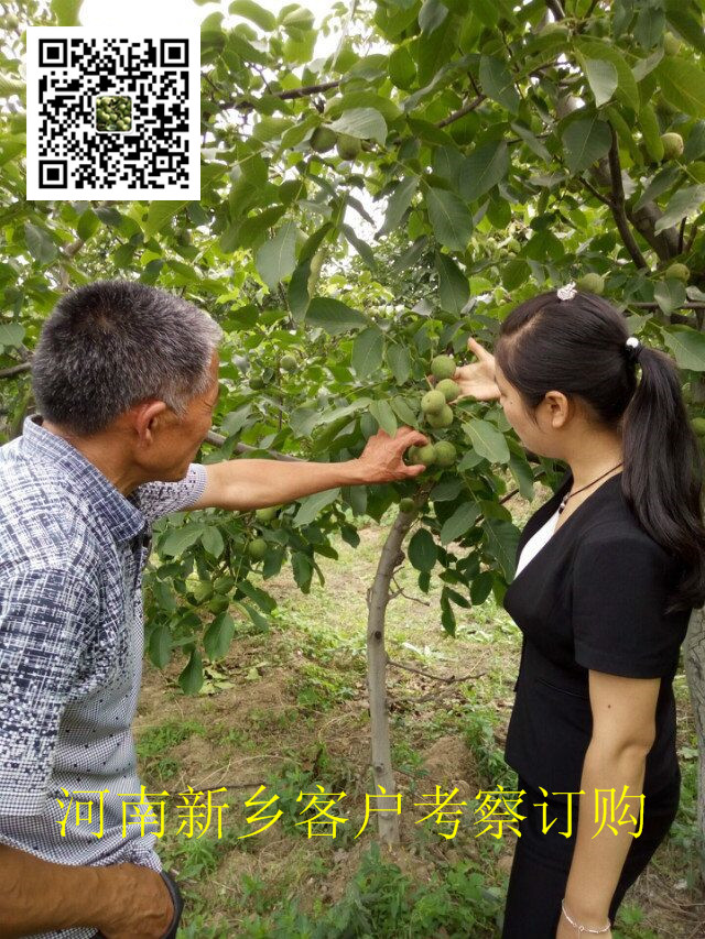 河南核桃苗基地