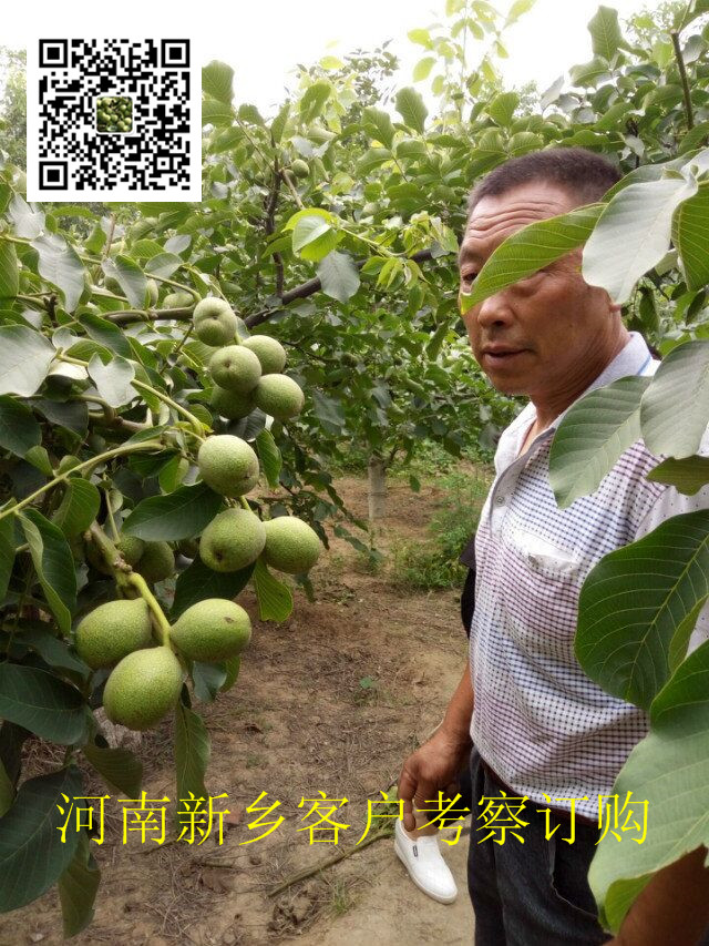 核桃树对环境气候土壤的要求！