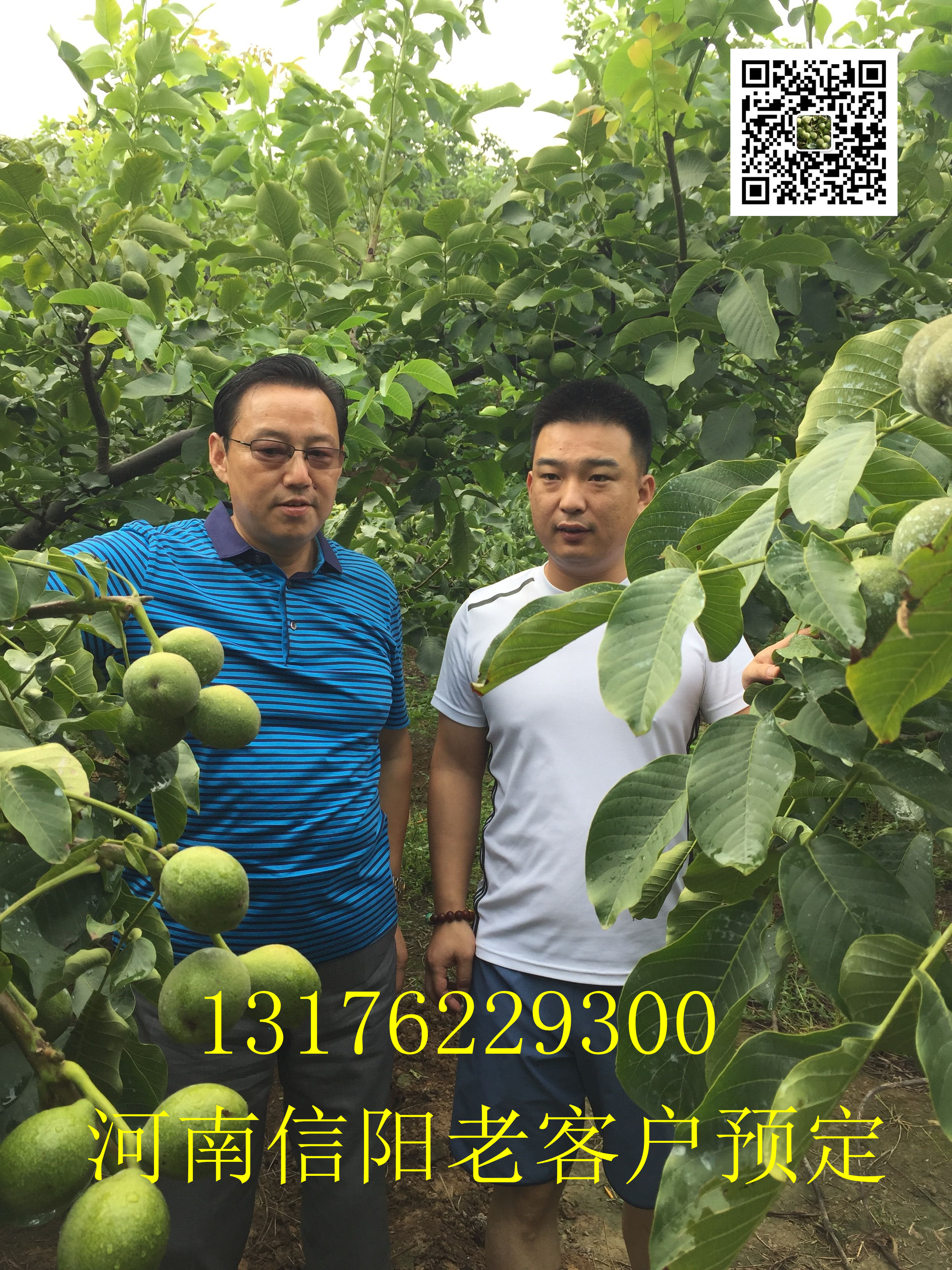 冠核一号核桃苗价格