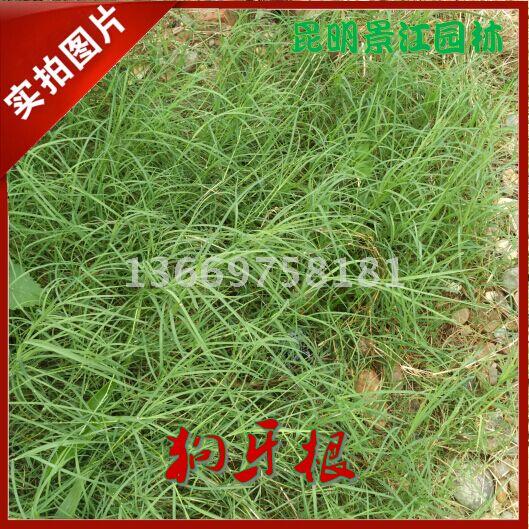 昆明草种 狗牙根 高羊茅 黑麦草 糖蜜草 宽叶雀稗