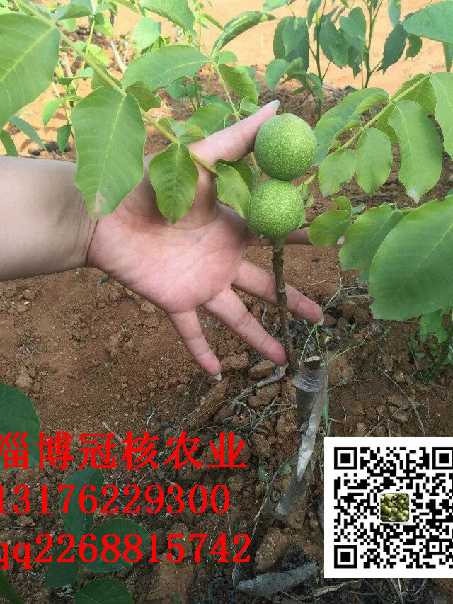 核桃苗怎样栽植***？