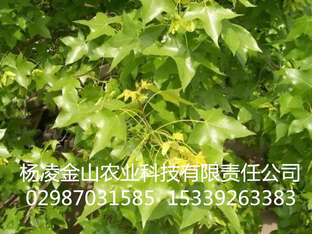 供应元宝枫种子苗木