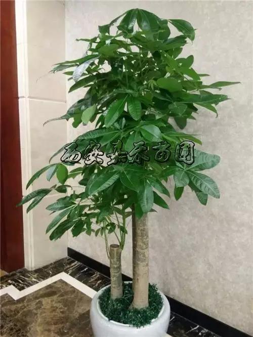 西安嘉禾苗圃花卉租摆公司