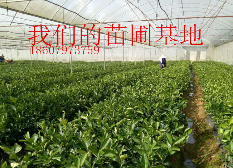 江西赣南脐橙果树苗赣南早熟脐橙苗龙回红脐橙苗卡拉红肉苗