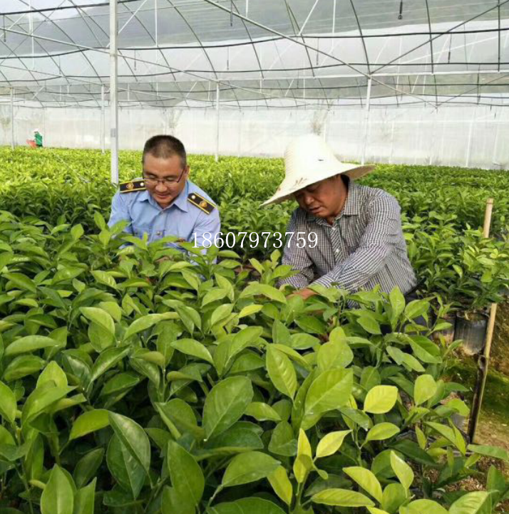 供应柑橘苗沃桔苗春见苗沃苗沃桔果树苗春见果树苗