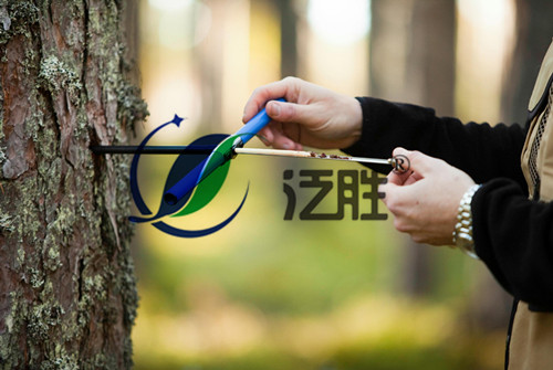 树木生长锥