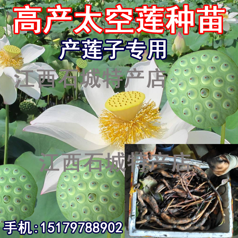 莲子高产种苗 白花莲子种苗 太空莲5号高产莲子种苗
