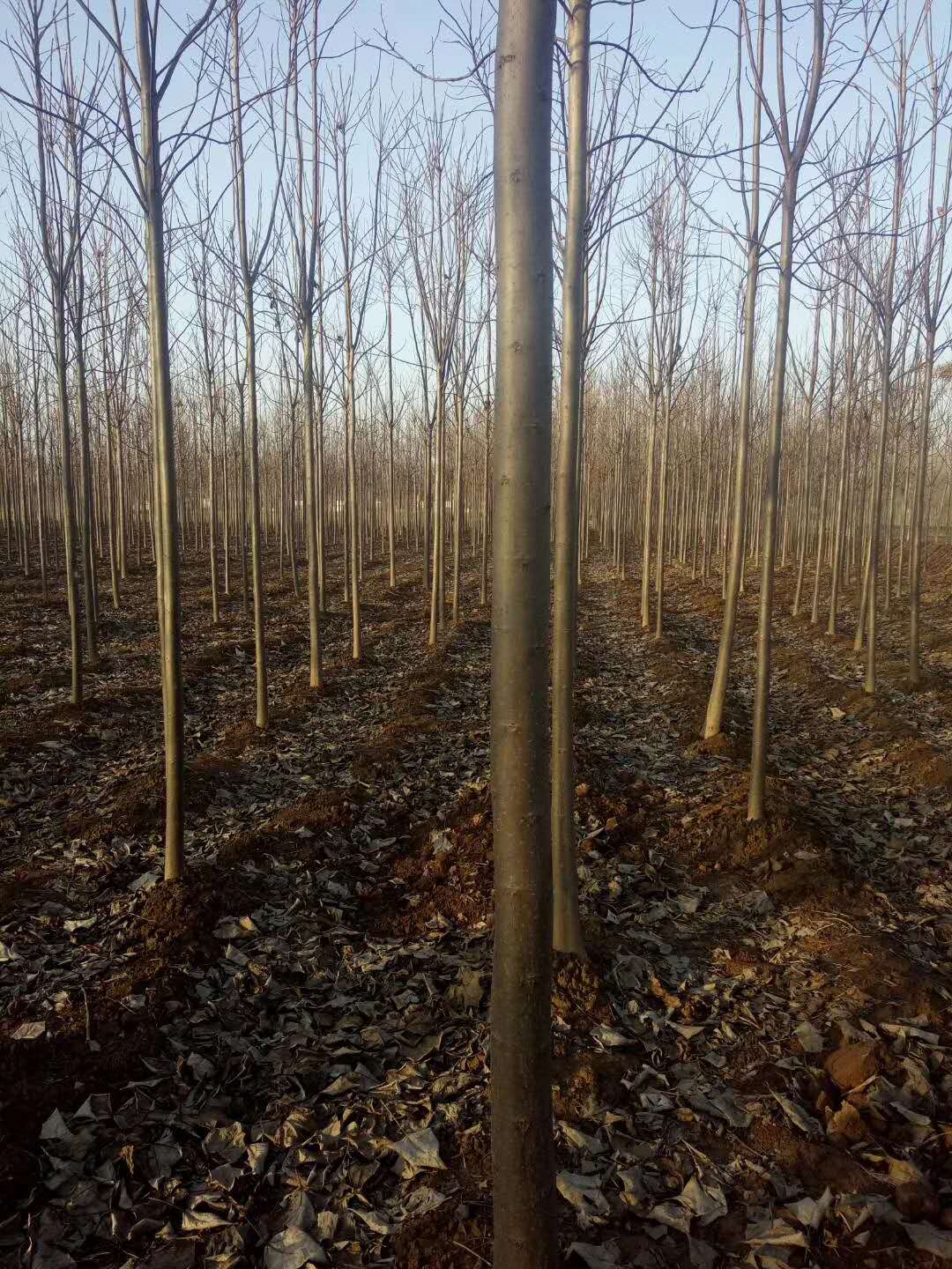 河南楸树基地 河南楸树价格行情  河南***楸树 楸树小苗