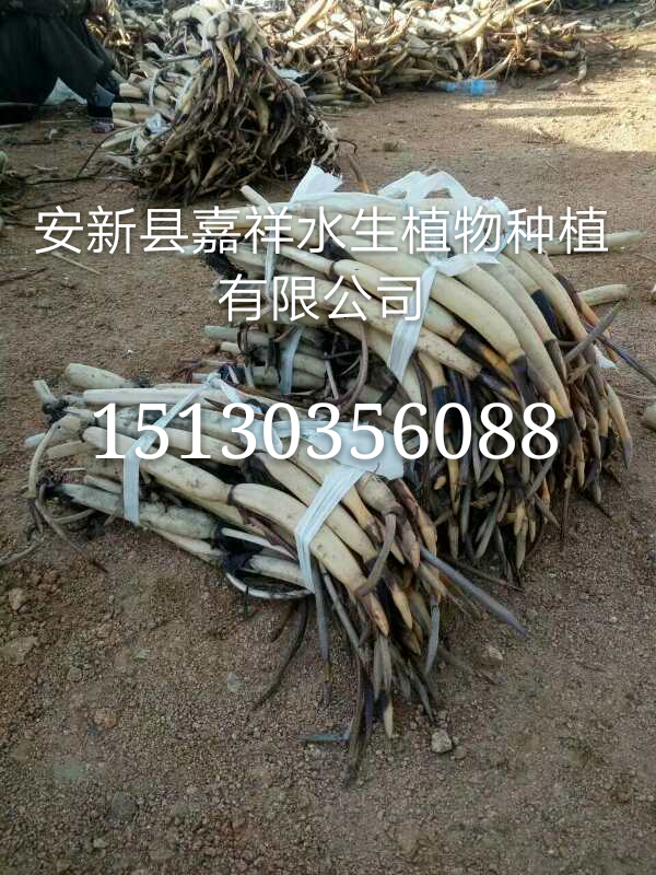 耐寒型荷花