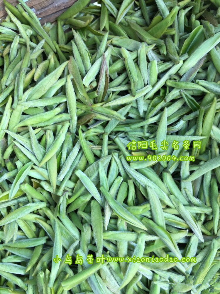 自有茶场，供应信阳茶叶，绿茶，信阳毛尖，绿茶之首，河南阳茶叶