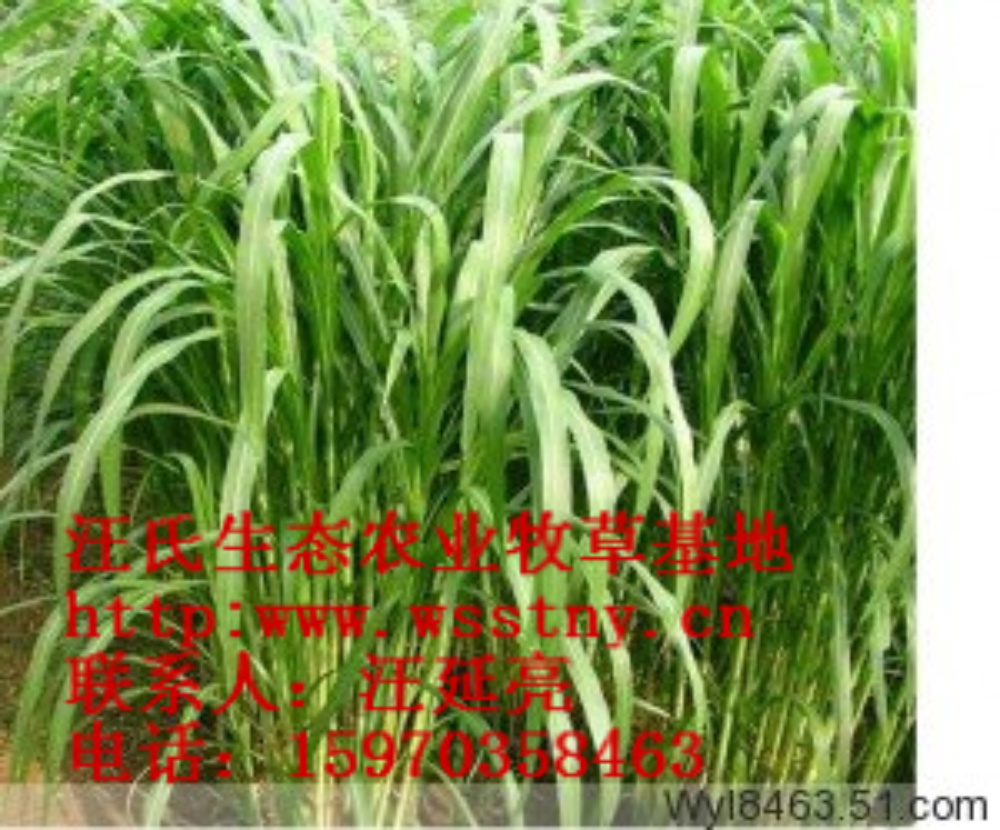 皇竹草，江西皇竹草，新型皇竹草供应