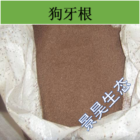 批发狗牙根种子  发芽率95% 一个专注绿化草种的公司