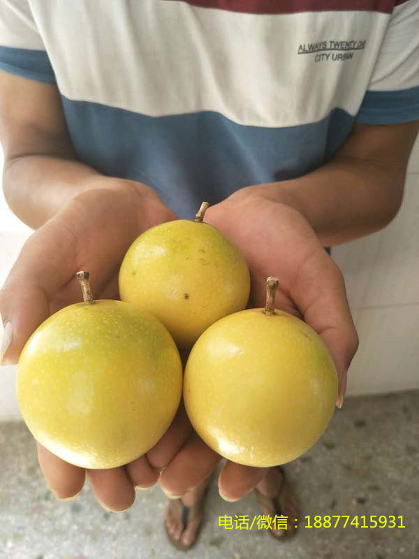 广西芭乐黄金百香果***格网狼百香果种植基地批发