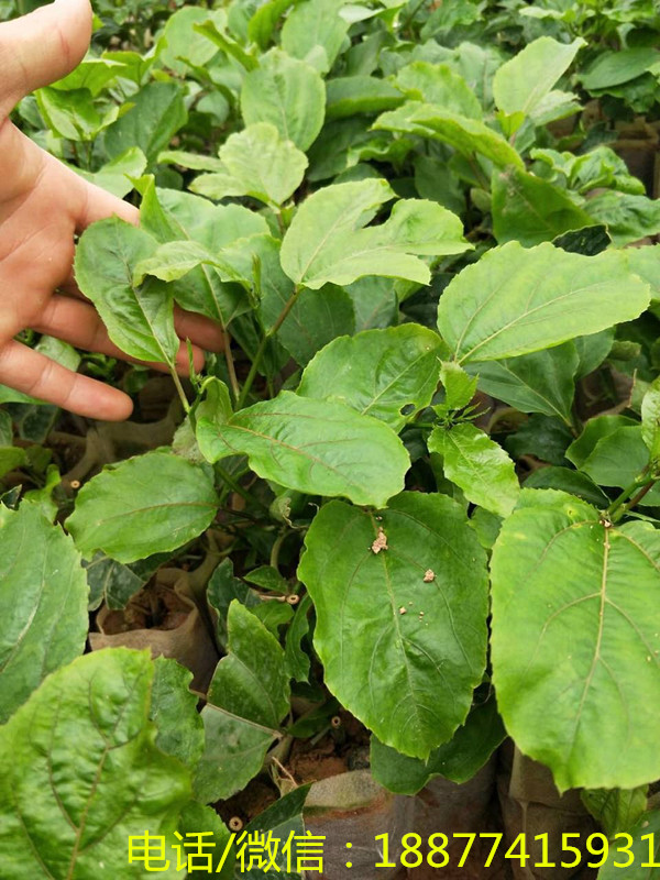 芭乐黄金百香果苗价格广西黄金百香果***格