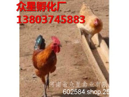 成都土鸡苗批发    众星孵化厂***