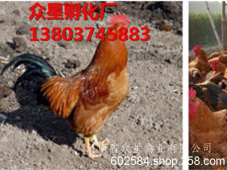 陕西土鸡苗批发     众星孵化厂***