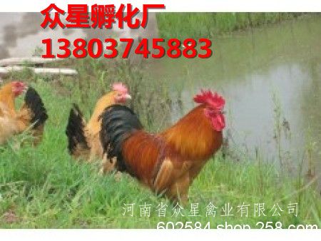 兰州土鸡苗批发   众星禽业***