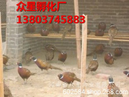 四川土鸡苗批发   众星孵化厂***