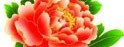 菏泽明创牡丹园艺有限公司
