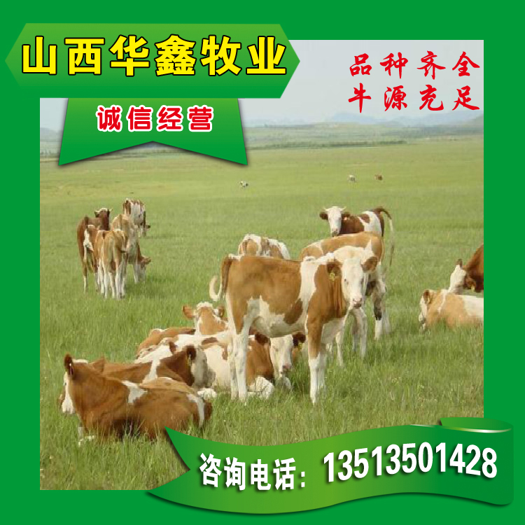 西门塔尔牛犊多少钱一头