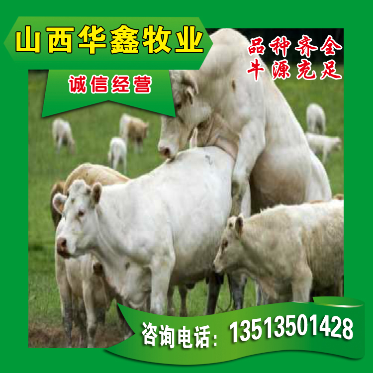 400斤肉牛犊价格