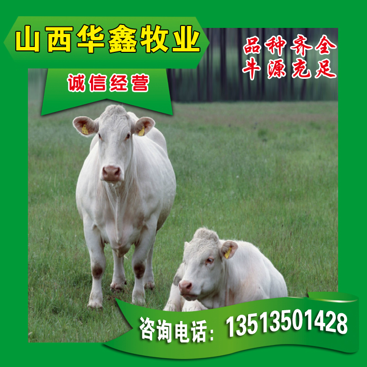 出售3-10个月***纯种肉牛犊