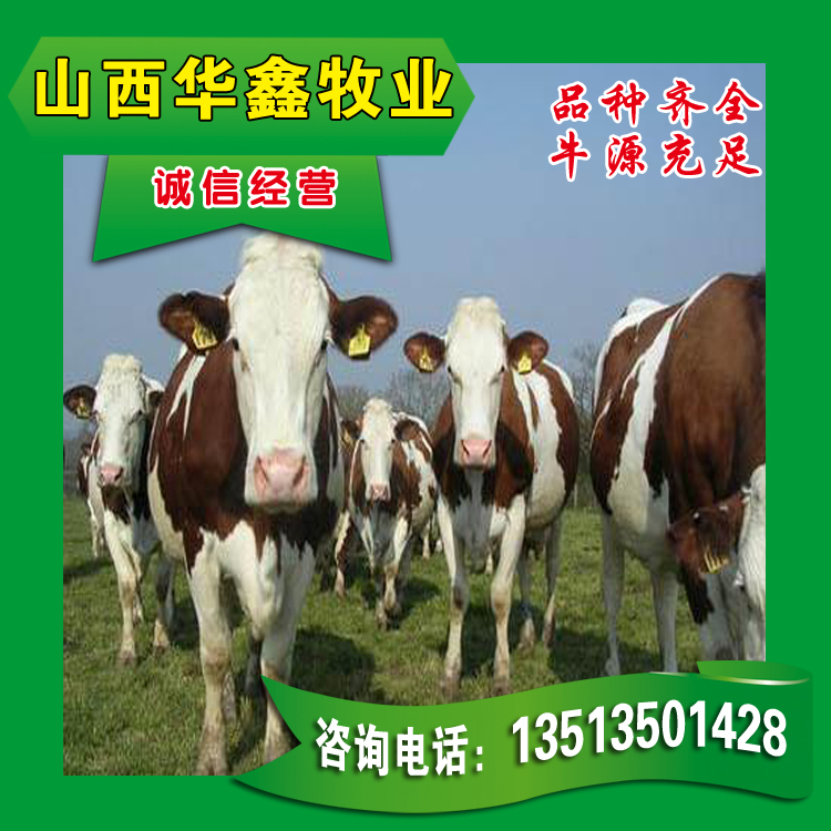 西门塔尔牛小牛犊价格