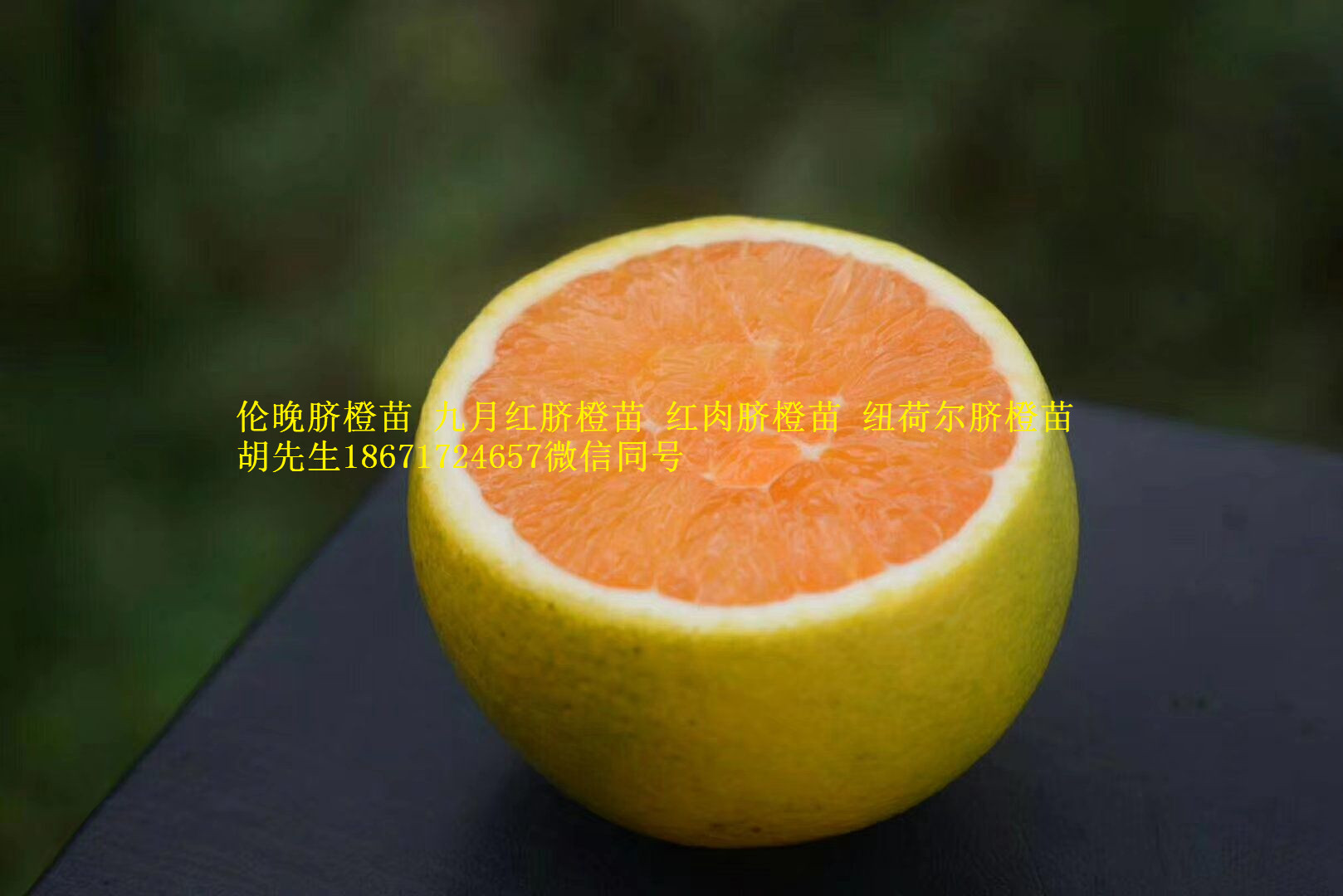 九月红脐橙苗早红脐橙苗早熟脐橙苗秭归脐橙苗出售