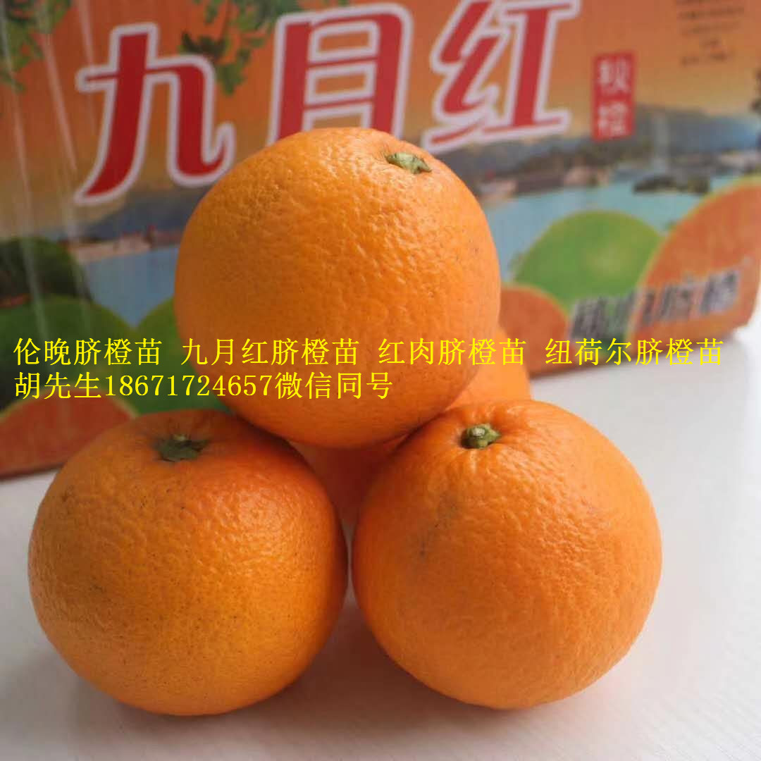 九月红脐橙苗伦晚脐橙苗红肉脐橙苗纽荷尔脐橙苗爱媛28苗出售