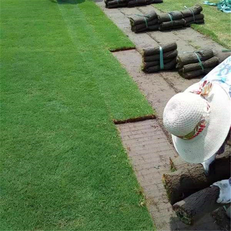供应矮生百慕大草坪混播四季青果岭草价格优基地现铲成活高