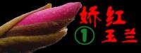沭阳县闻香苗木园艺场