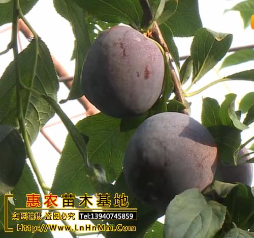 辽宁国峰7号李子苗最新价格