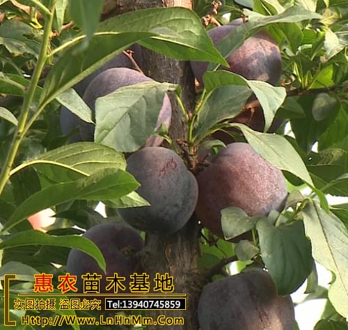 辽宁国峰7号李子苗 耐寒新品种国峰17号嫁接李子苗***