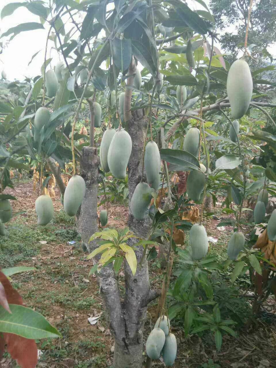 景东银生种苗花卉经营服务中心景东晚芒苗供应