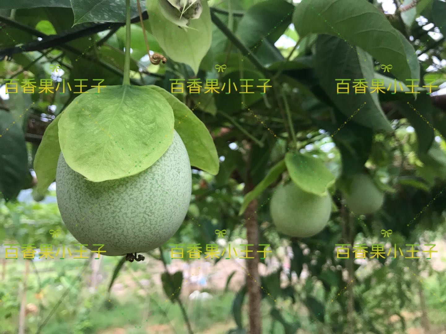 绿皮荔枝味百香果，绿皮百香果苗