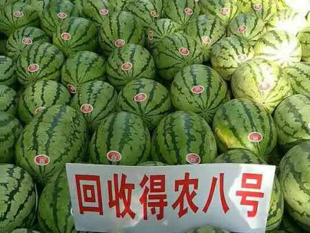 沈阳西瓜籽供应-科旺种子-***种子
