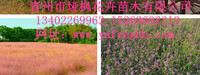 青州市垭枫花卉苗木有限公司