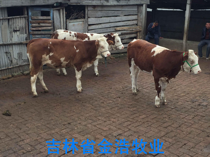 西门塔尔牛 夏洛莱牛 利木赞牛