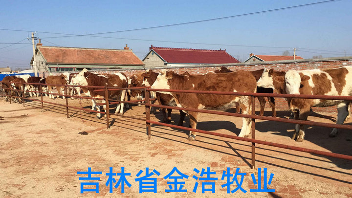 营城子黄牛市场
