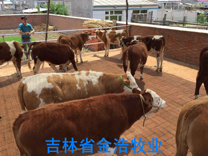 肉牛 黄牛 育肥牛 架子牛 繁殖母牛 基础母牛 有孕母牛