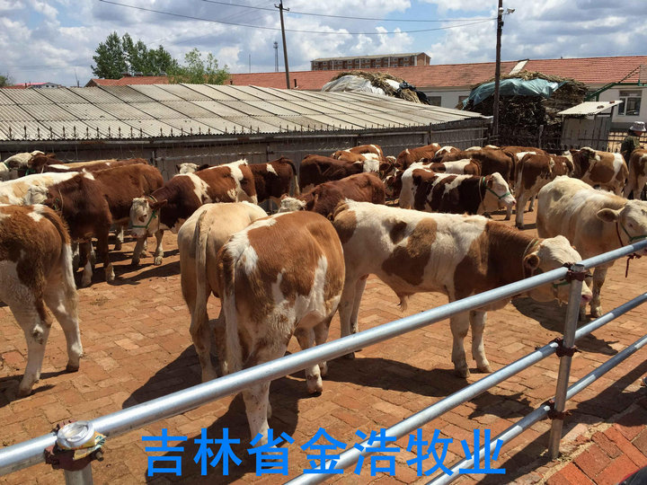 东北黄牛交易市场
