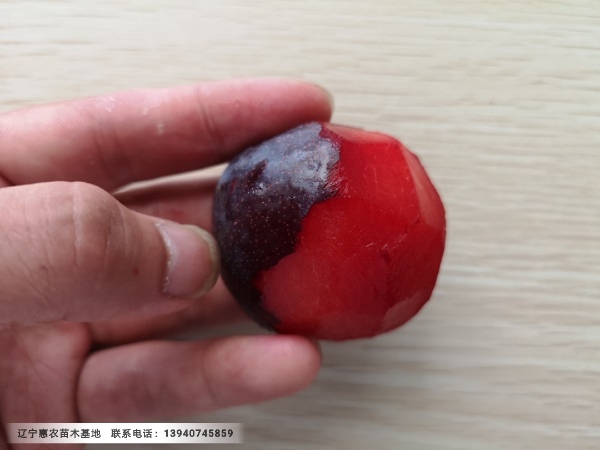 国峰7号李子苗