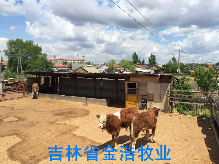 北方肉牛市场