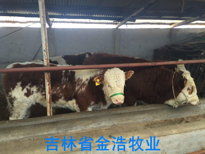 北方黄牛市场