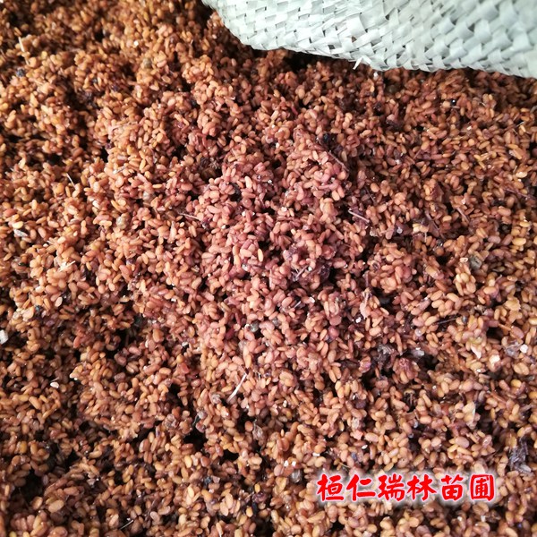 出售乌***种子，树头菜种子，刺老包种子