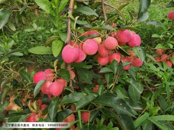鸡心果苹果苗，辽宁鸡心果树苗基地价格